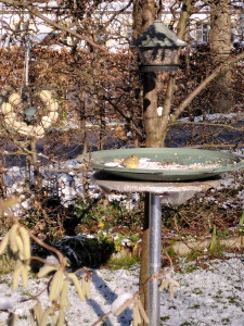 Suchbild: Wo ist der zweite Vogel?
