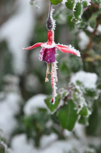 DSC_0635  wh .jpg