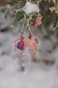 DSC_6648 wh .jpg