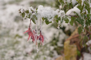 DSC_6655 wh .jpg