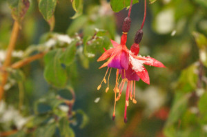 DSC_0703 a .jpg