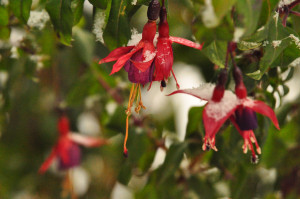 DSC_0709 a .jpg