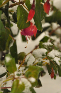 DSC_0710 b .jpg