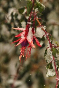 DSC_0711 a .jpg