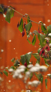 DSC_0715 a .jpg