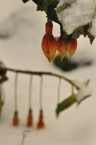 DSC_0718 a .jpg