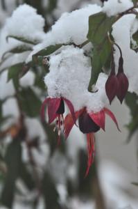 DSC_0732 a .jpg