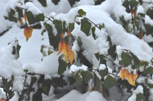DSC_0734 a .jpg