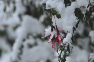 DSC_0735 a .jpg