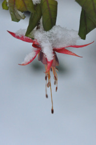 DSC_0737 a .jpg