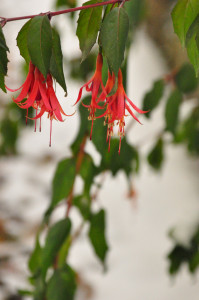 DSC_0756 a .jpg