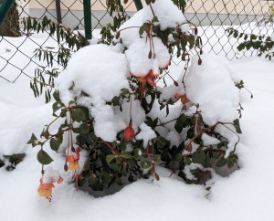 Flocon de Neige 2022 12.16..jpg