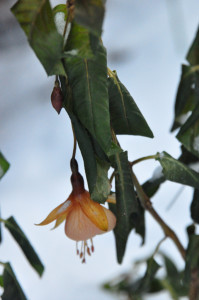 DSC_0852 a .jpg
