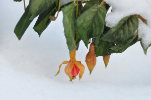 DSC_0853 a .jpg