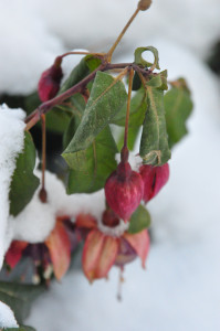 DSC_0854 a .jpg