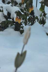 DSC_0805 a .jpg