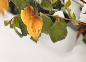 DSC_0859 a .jpg