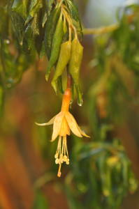 DSC_0059 a .jpg