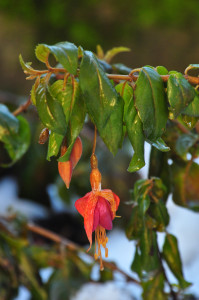 DSC_0060 a .jpg