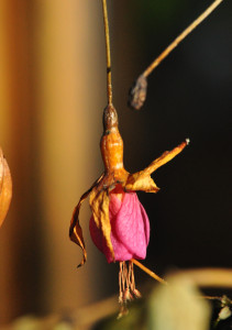 DSC_0324 A .jpg
