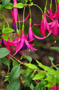 DSC_Delicate Purple 2 .jpg