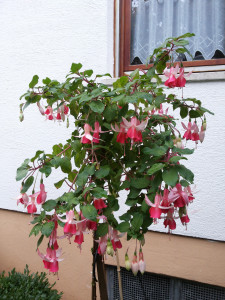 20210916_Wattenpost Baum.jpg