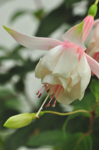 DSC_weiße Fuchsie 1.jpg