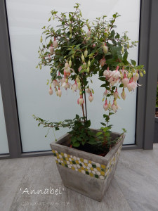 'Annabel' Hochstamm.jpg