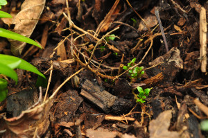 DSC_0535.JPG