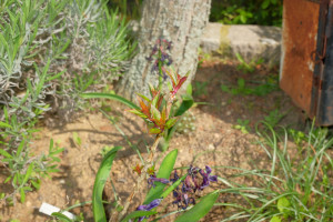 Regia Electra