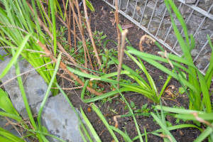 Magellanica im Garten