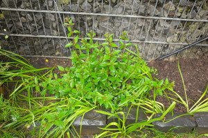 Magellanica im Garten
