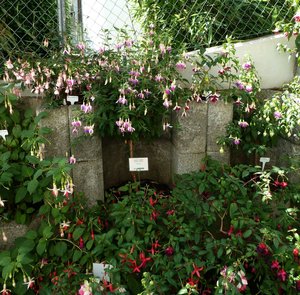 2016Fuchsien Juli4 Ganzhorn 2016 027.jpg