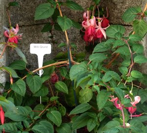 2016Fuchsien Juli4 Ganzhorn 2016 038.jpg