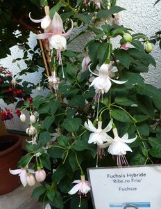 2016Fuchsien Juli4 Ganzhorn 2016 046.jpg