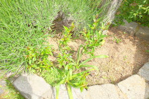 Regia Electra