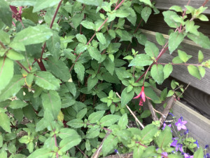 IMG_7743.jpeg