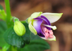 DSC_0045.JPG