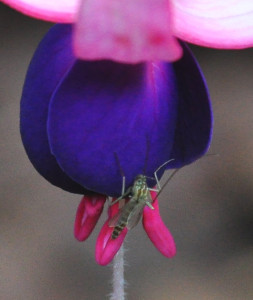 DSC_0075.JPG