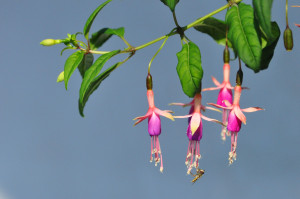 DSC_Fuchsie a..jpg