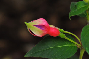 DSC_0188.JPG