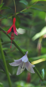 DSC_0219.JPG