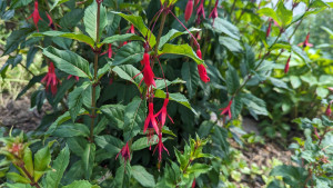 Fu.regia ssp reitzii 2023 06.26..jpg