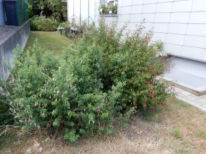 winterharte Fuchsien.jpg