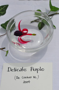 DSC_Delicate Purplejpg.jpg