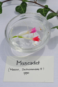 DSC_Muscadet.jpg