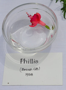 DSC_Phillis.jpg