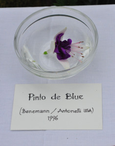 DSC_Pinto de Blue 1.jpg