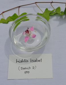 DSC_Waldis Isabel.jpg