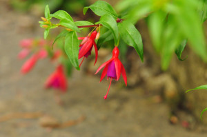 DSC_0129.JPG